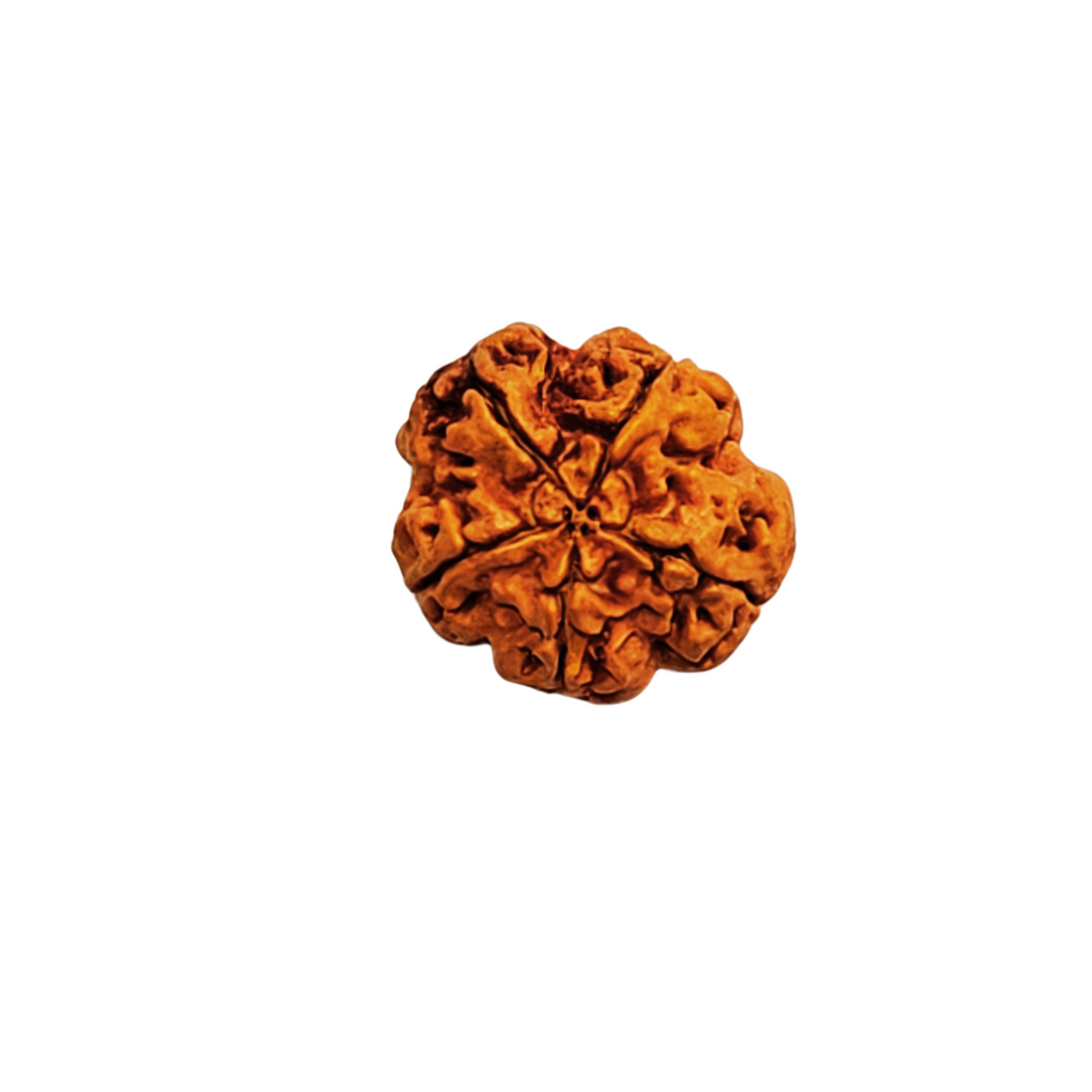 Original 5 Mukhi Rudraksha | Nepali Rudraksha | Rudraksha Beads